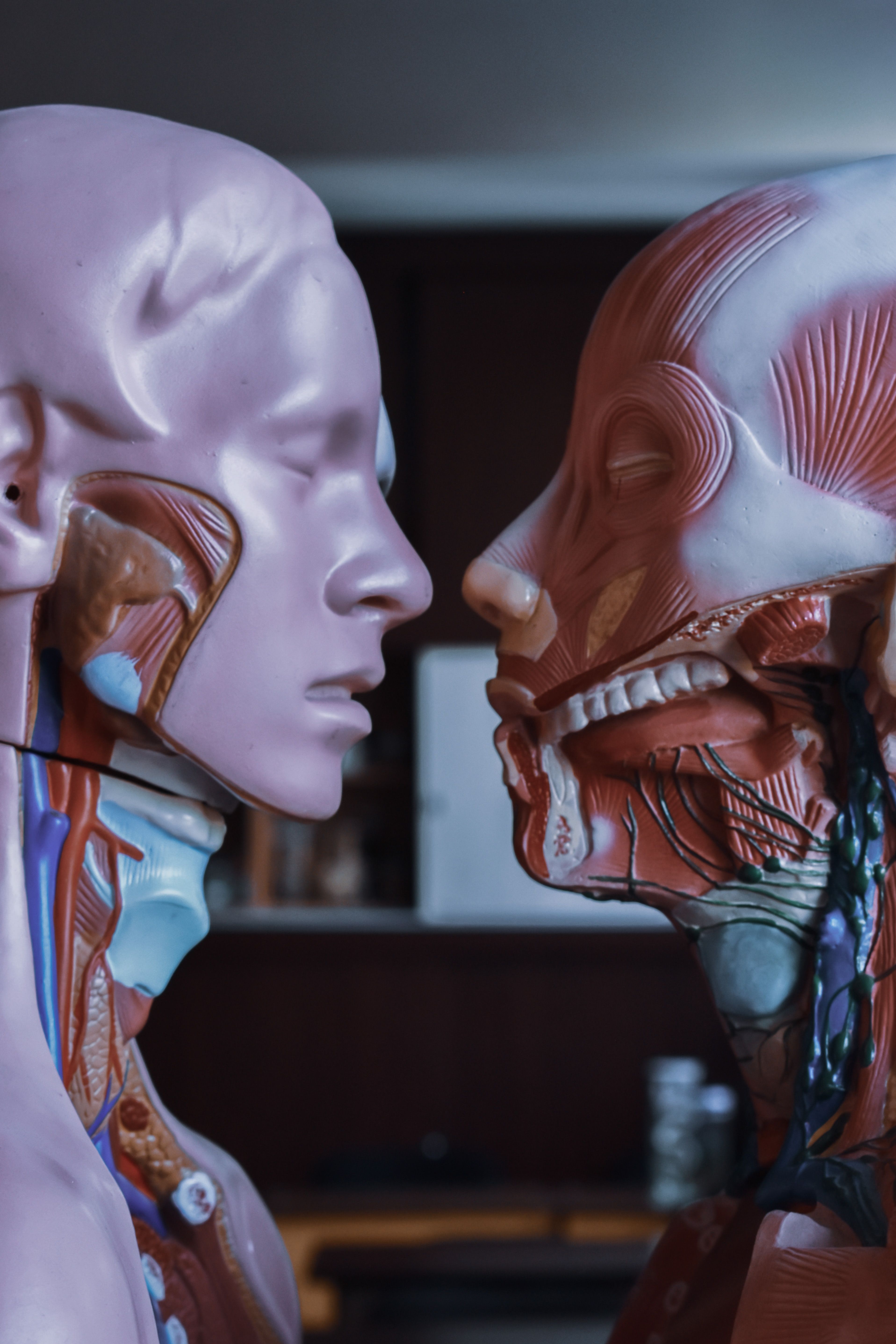 Illustration of human anatomy showing connective tissue networks