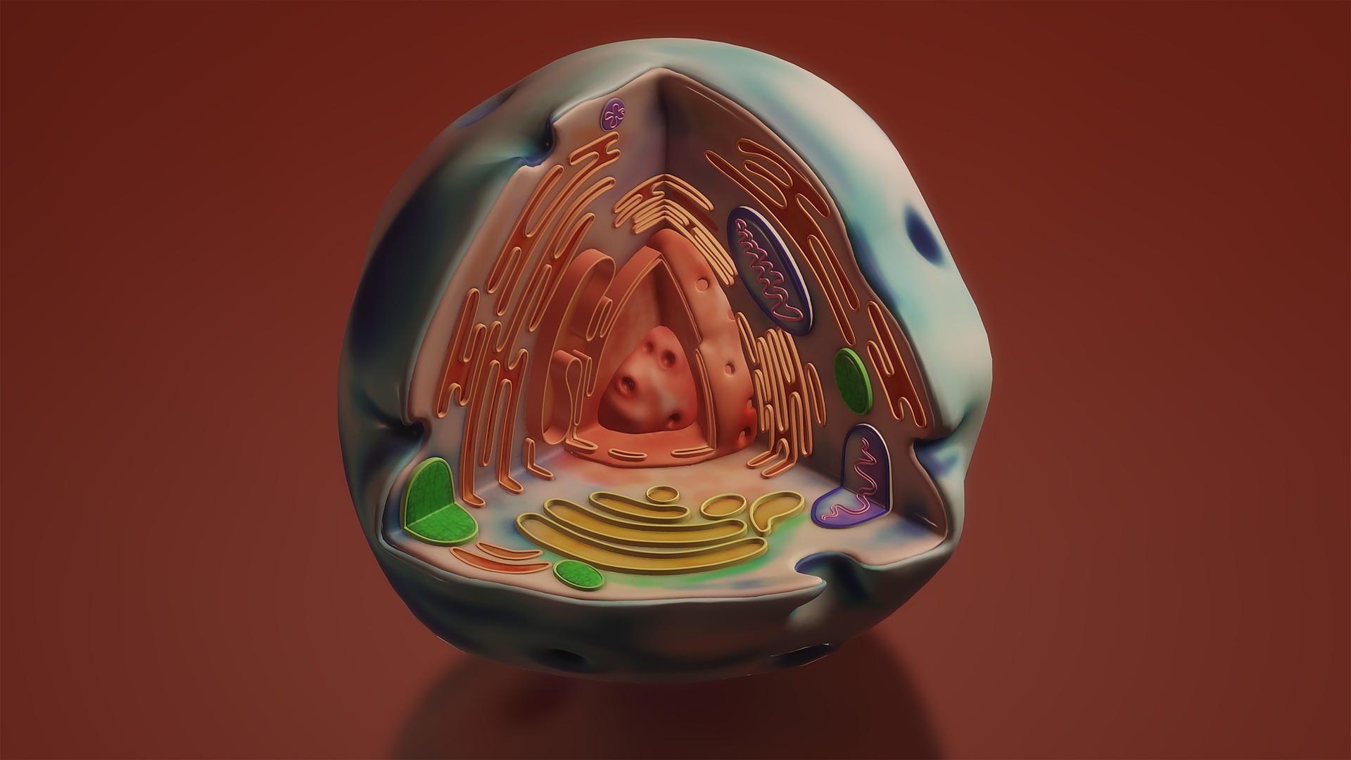 Close-up visualization of a human cell